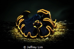 Marine flatworm by Jeffrey Lim 